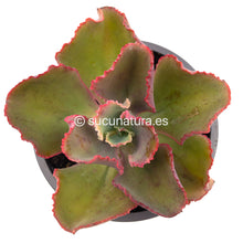 Cargar imagen en el visor de la galería, Echeveria Dicks Pink - ø 12 cm - Sucunatura. Plantas crassulas como echeveria, kalanchoe, sedum, sempervivum, graptoveria y aeonium.
