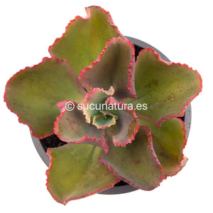 Echeveria Dicks Pink - ø 12 cm - Sucunatura. Plantas crassulas como echeveria, kalanchoe, sedum, sempervivum, graptoveria y aeonium.