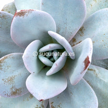 Cargar imagen en el visor de la galería, Echeveria Laui - ø 10.5 cm - Sucunatura. Plantas crassulas como echeveria, kalanchoe, sedum, sempervivum, graptoveria y aeonium.
