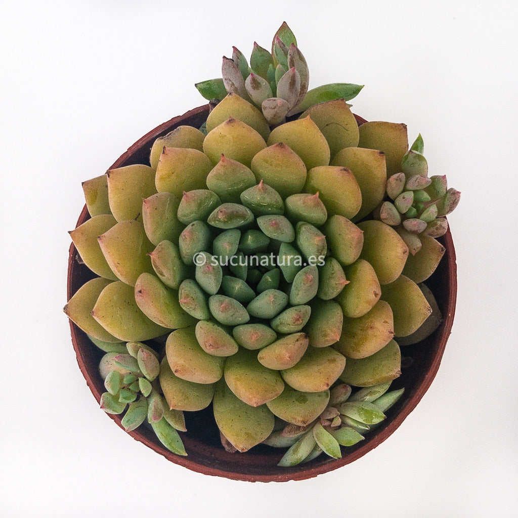 Echeveria Chryis Ryan - ø 5.5 cm - Sucunatura. Plantas crassulas como echeveria, kalanchoe, sedum, sempervivum, graptoveria y aeonium.