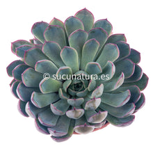 Cargar imagen en el visor de la galería, Echeveria Pink Edge - ø 14 cm - Sucunatura. Plantas crassulas como echeveria, kalanchoe, sedum, sempervivum, graptoveria y aeonium.
