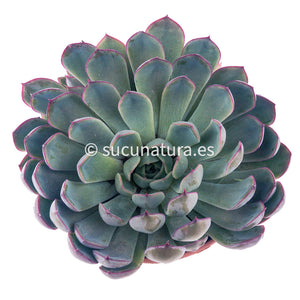 Echeveria Pink Edge - ø 14 cm - Sucunatura. Plantas crassulas como echeveria, kalanchoe, sedum, sempervivum, graptoveria y aeonium.