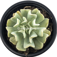 Cargar imagen en el visor de la galería, Echeveria Runyonii Topsy Turvy - ø 10.5 cm - Sucunatura. Plantas crassulas como echeveria, kalanchoe, sedum, sempervivum, graptoveria y aeonium.
