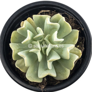 Echeveria Runyonii Topsy Turvy - ø 10.5 cm - Sucunatura. Plantas crassulas como echeveria, kalanchoe, sedum, sempervivum, graptoveria y aeonium.