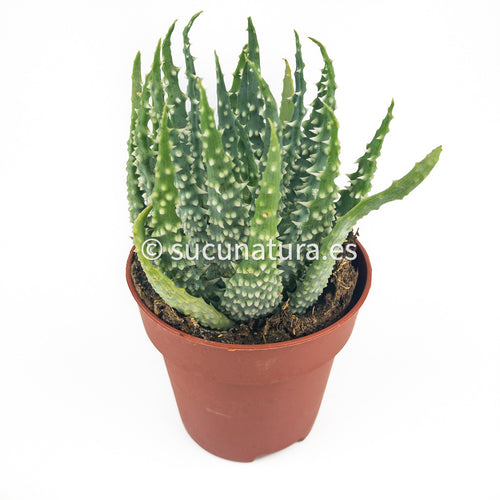 Aloe Humilis - ø 8.5 cm - Sucunatura. Plantas crassulas como echeveria, kalanchoe, sedum, sempervivum, graptoveria y aeonium.