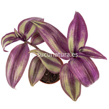 Cargar imagen en el visor de la galería, Tradescantia Zebrina - ø 5.5 cm - Sucunatura. Plantas crassulas como echeveria, kalanchoe, sedum, sempervivum, graptoveria y aeonium.
