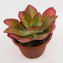 Cargar imagen en el visor de la galería, Echeveria Undulata - ø 17 cm - Sucunatura. Plantas crassulas como echeveria, kalanchoe, sedum, sempervivum, graptoveria y aeonium.
