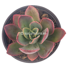 Cargar imagen en el visor de la galería, Echeveria Luella - ø 10.5 cm - Sucunatura. Plantas crassulas como echeveria, kalanchoe, sedum, sempervivum, graptoveria y aeonium.
