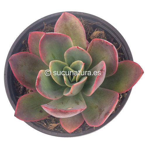 Echeveria Luella - ø 10.5 cm - Sucunatura. Plantas crassulas como echeveria, kalanchoe, sedum, sempervivum, graptoveria y aeonium.