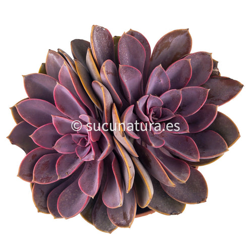 Echeveria Perle Von Nürnberg 2 heads - ø 14 cm - Sucunatura. Plantas crassulas como echeveria, kalanchoe, sedum, sempervivum, graptoveria y aeonium.