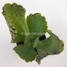 Cargar imagen en el visor de la galería, Kalanchoe marmorata- ø 5.5 cm - Sucunatura. Plantas crassulas como echeveria, kalanchoe, sedum, sempervivum, graptoveria y aeonium.
