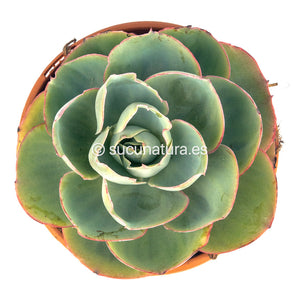 Echeveria Da Vince Code - ø 17 cm - Sucunatura. Plantas crassulas como echeveria, kalanchoe, sedum, sempervivum, graptoveria y aeonium.