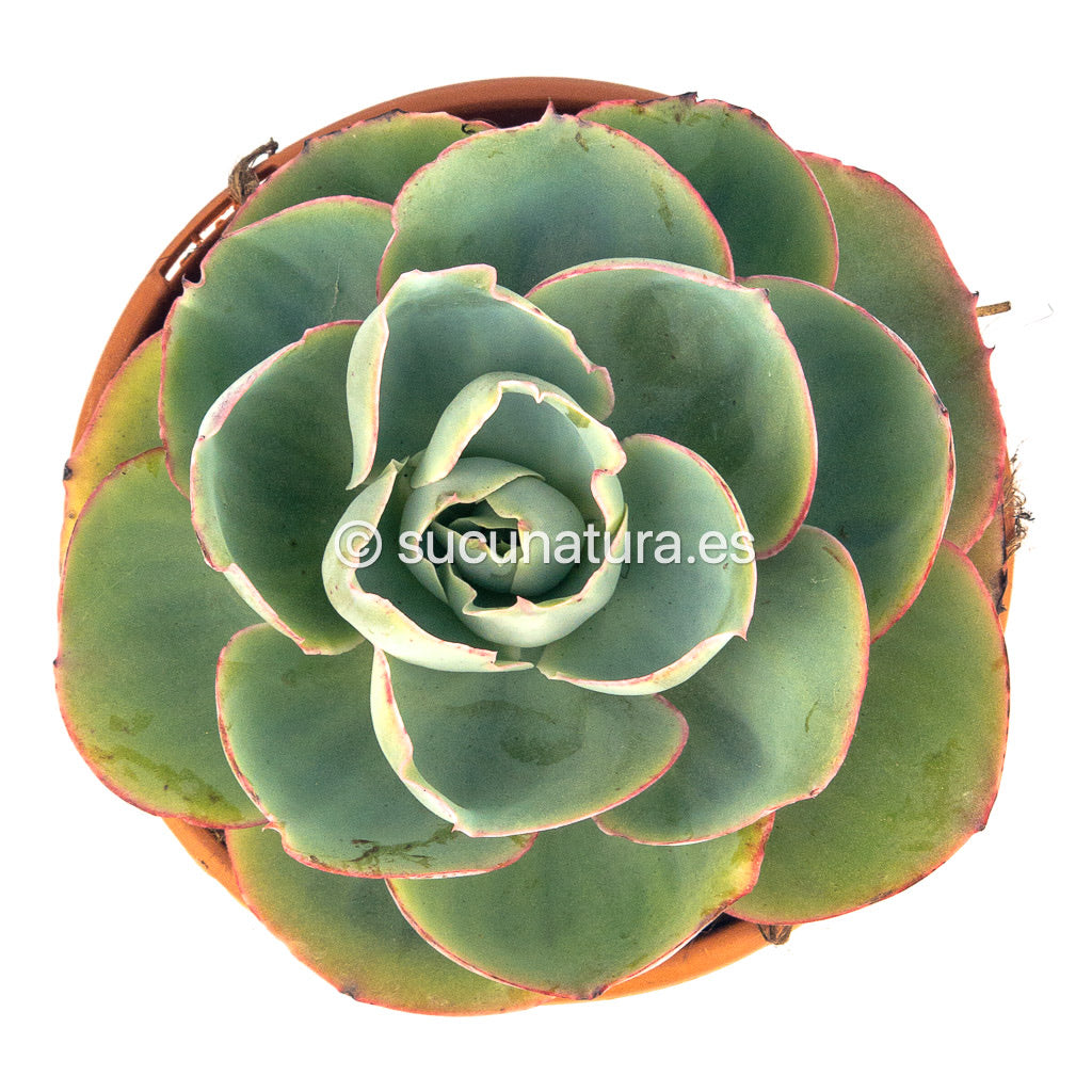 Echeveria Da Vince Code - ø 17 cm - Sucunatura. Plantas crassulas como echeveria, kalanchoe, sedum, sempervivum, graptoveria y aeonium.