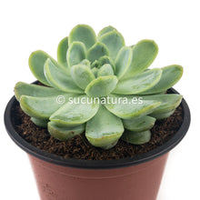 Cargar imagen en el visor de la galería, Echeveria elegans - ø 5.5 cm - Sucunatura. Plantas crassulas como echeveria, kalanchoe, sedum, sempervivum, graptoveria y aeonium.
