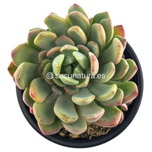 Cargar imagen en el visor de la galería, Pachyveria Scheideckeri x Pachyveria Clavifolia o (Jeweled Crown) - ø 10.5 cm - Sucunatura. Plantas crassulas como echeveria, kalanchoe, sedum, sempervivum, graptoveria y aeonium.
