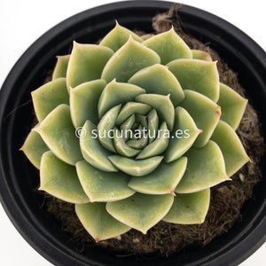 Echeveria Alfred - ø 10.5 cm - Sucunatura. Plantas crassulas como echeveria, kalanchoe, sedum, sempervivum, graptoveria y aeonium.