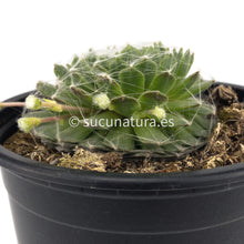 Cargar imagen en el visor de la galería, Sempervivum Arachnoideum - 10.5 ø cm - Sucunatura. Plantas crassulas como echeveria, kalanchoe, sedum, sempervivum, graptoveria y aeonium.
