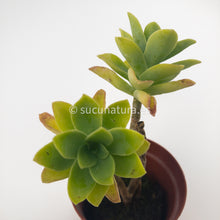 Cargar imagen en el visor de la galería, Sedum Palmeri - ø 5.5 cm - Sucunatura. Plantas crassulas como echeveria, kalanchoe, sedum, sempervivum, graptoveria y aeonium.
