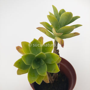 Sedum Palmeri - ø 5.5 cm - Sucunatura. Plantas crassulas como echeveria, kalanchoe, sedum, sempervivum, graptoveria y aeonium.