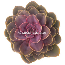 Cargar imagen en el visor de la galería, Echeveria Perle von Nürnberg - ø 10.5 cm - Sucunatura. Plantas crassulas como echeveria, kalanchoe, sedum, sempervivum, graptoveria y aeonium.
