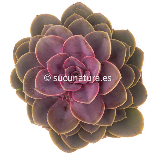 Echeveria Perle von Nürnberg - ø 10.5 cm - Sucunatura. Plantas crassulas como echeveria, kalanchoe, sedum, sempervivum, graptoveria y aeonium.