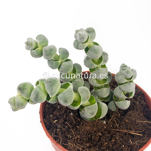 Crassula Plegmatoides - ø 5.5 cm - Sucunatura. Plantas crassulas como echeveria, kalanchoe, sedum, sempervivum, graptoveria y aeonium.