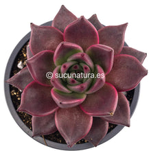 Load image into Gallery viewer, Echeveria Agavoides Romeo rubin - ø 10.5 cm - Sucunatura. Plantas crassulas como echeveria, kalanchoe, sedum, sempervivum, graptoveria y aeonium.
