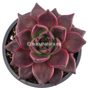 Echeveria Agavoides Romeo rubin - ø 10.5 cm - Sucunatura. Plantas crassulas como echeveria, kalanchoe, sedum, sempervivum, graptoveria y aeonium.