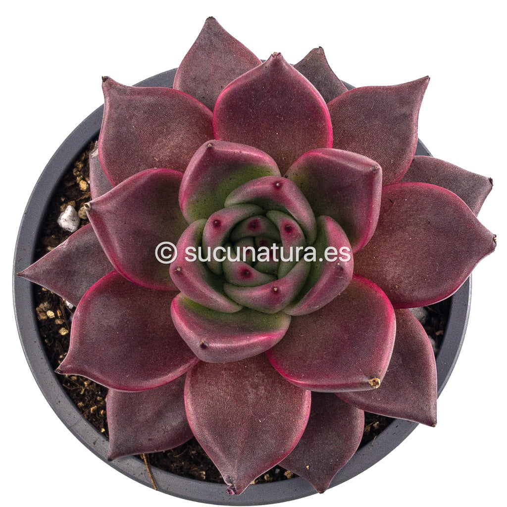 Echeveria Agavoides Romeo rubin - ø 10.5 cm - Sucunatura. Plantas crassulas como echeveria, kalanchoe, sedum, sempervivum, graptoveria y aeonium.