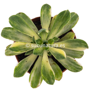 Aeonium castello-paivense variegata - ø 5.5 cm - Sucunatura. Plantas crassulas como echeveria, kalanchoe, sedum, sempervivum, graptoveria y aeonium.