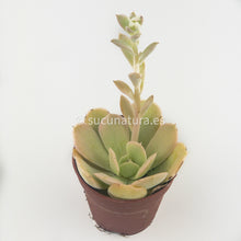 Cargar imagen en el visor de la galería, Echeveria Lola - ø 5.5 cm - Sucunatura. Plantas crassulas como echeveria, kalanchoe, sedum, sempervivum, graptoveria y aeonium.
