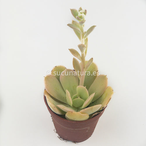 Echeveria Lola - ø 5.5 cm - Sucunatura. Plantas crassulas como echeveria, kalanchoe, sedum, sempervivum, graptoveria y aeonium.