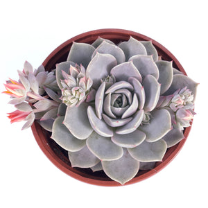 Echeveria Tippy - ø 10.5 cm