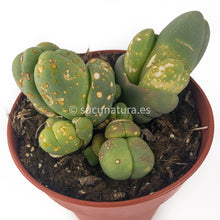 Cargar imagen en el visor de la galería, Dinteranthus SP - ø 8.5 cm - Sucunatura. Plantas crassulas como echeveria, kalanchoe, sedum, sempervivum, graptoveria y aeonium.
