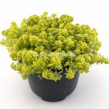 Load image into Gallery viewer, Sedum Japonicum “Tokyo Sun” - ø 10.5 cm - Sucunatura. Plantas crassulas como echeveria, kalanchoe, sedum, sempervivum, graptoveria y aeonium.
