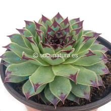 Load image into Gallery viewer, Sempervivum calcareum “uña de señorita” - ø 10.5 cm - Sucunatura. Plantas crassulas como echeveria, kalanchoe, sedum, sempervivum, graptoveria y aeonium.
