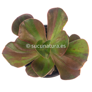 Echeveria Goiabinha - ø 12 cm - Sucunatura. Plantas crassulas como echeveria, kalanchoe, sedum, sempervivum, graptoveria y aeonium.