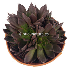 Load image into Gallery viewer, Black Prince form bouquet - ø 14 cm - Sucunatura. Plantas crassulas como echeveria, kalanchoe, sedum, sempervivum, graptoveria y aeonium.
