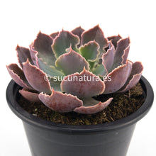 Cargar imagen en el visor de la galería, Echeveria Purple Dance - ø 10.5 cm - Sucunatura. Plantas crassulas como echeveria, kalanchoe, sedum, sempervivum, graptoveria y aeonium.
