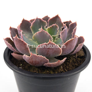 Echeveria Purple Dance - ø 10.5 cm - Sucunatura. Plantas crassulas como echeveria, kalanchoe, sedum, sempervivum, graptoveria y aeonium.