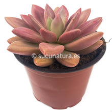 Load image into Gallery viewer, Graptoveria pink donna - ø 12 cm - Sucunatura. Plantas crassulas como echeveria, kalanchoe, sedum, sempervivum, graptoveria y aeonium.
