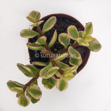 Load image into Gallery viewer, Portulacaria afra variegata - ø 5.5 cm - Sucunatura. Plantas crassulas como echeveria, kalanchoe, sedum, sempervivum, graptoveria y aeonium.
