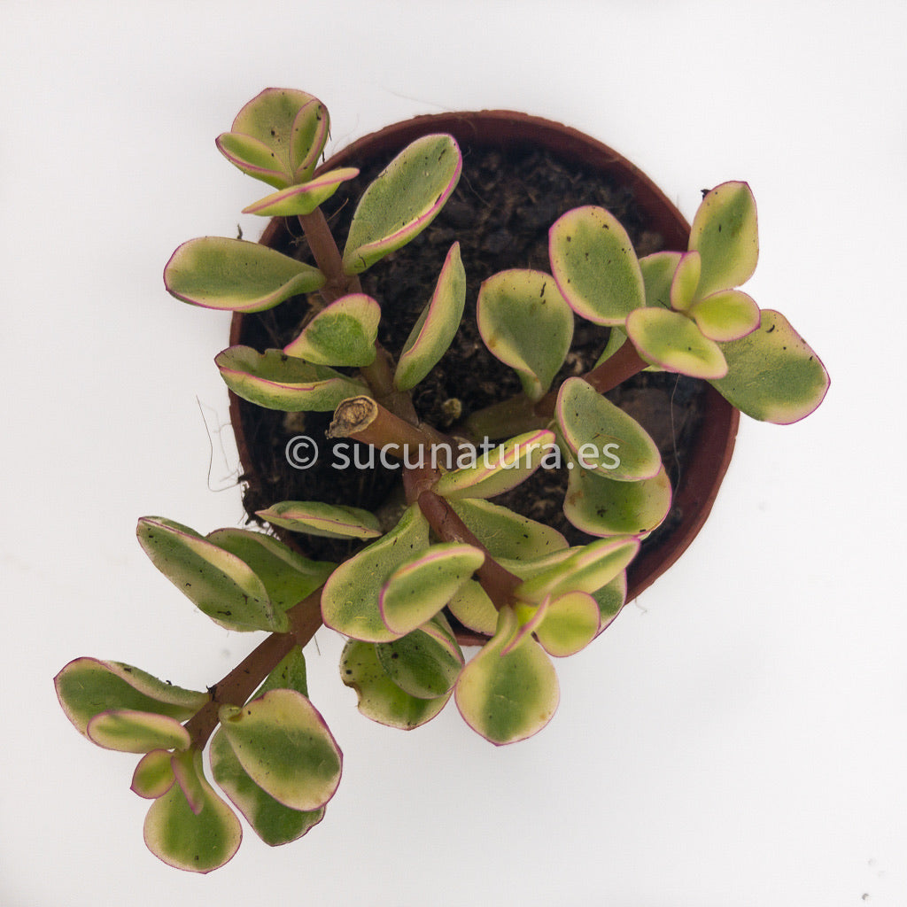 Portulacaria afra variegata - ø 5.5 cm - Sucunatura. Plantas crassulas como echeveria, kalanchoe, sedum, sempervivum, graptoveria y aeonium.