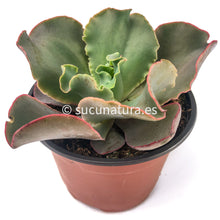 Cargar imagen en el visor de la galería, Echeveria Curls - ø 10.5 cm - Sucunatura. Plantas crassulas como echeveria, kalanchoe, sedum, sempervivum, graptoveria y aeonium.
