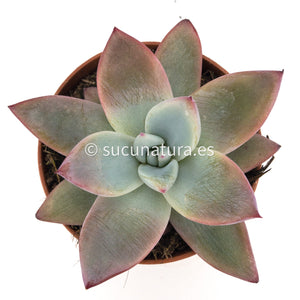 Echeveria Colorata Tapalpa - ø 10.5 cm - Sucunatura. Plantas crassulas como echeveria, kalanchoe, sedum, sempervivum, graptoveria y aeonium.