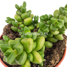 Load image into Gallery viewer, Crassula Elegans Eenriet - ø 8.5 cm - Sucunatura. Plantas crassulas como echeveria, kalanchoe, sedum, sempervivum, graptoveria y aeonium.
