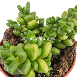 Crassula Elegans Eenriet - ø 8.5 cm - Sucunatura. Plantas crassulas como echeveria, kalanchoe, sedum, sempervivum, graptoveria y aeonium.