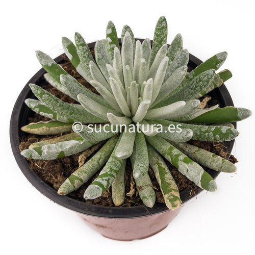 Senecio scaposus - ø 8.5 cm - Sucunatura. Plantas crassulas como echeveria, kalanchoe, sedum, sempervivum, graptoveria y aeonium.