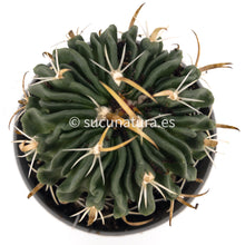 Cargar imagen en el visor de la galería, Echinofossulocactus multicostatus - ø 7.5 cm - Sucunatura. Plantas crassulas como echeveria, kalanchoe, sedum, sempervivum, graptoveria y aeonium.
