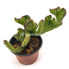 Cargar imagen en el visor de la galería, Euphorbia Láctea Cristata - ø 13 cm - Sucunatura. Plantas crassulas como echeveria, kalanchoe, sedum, sempervivum, graptoveria y aeonium.
